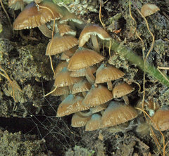 Mycena yuulongicola