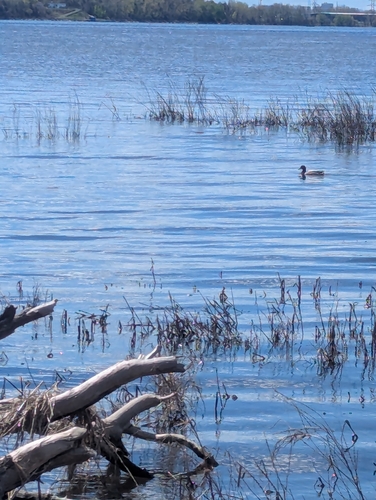 Canard colvert observed by eric61773