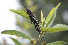 Ctenucha venosa
