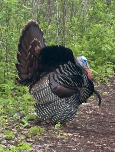 Wild Turkey observed by bhartsho1