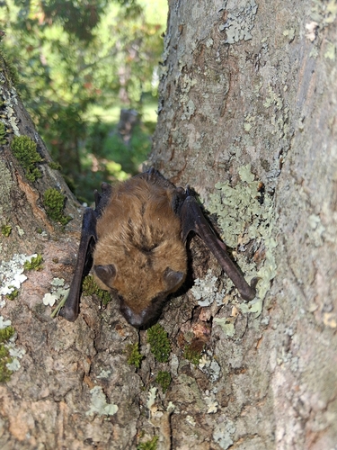 Big Brown Bat observed by bubbaboy