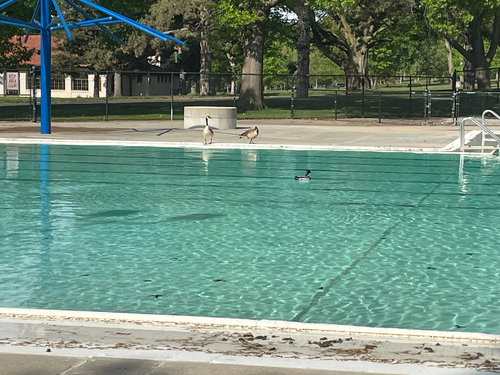 Canada Goose observed by dillchronicler