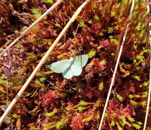 Day Emerald photo 5