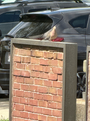Mourning Dove observed by j_carm