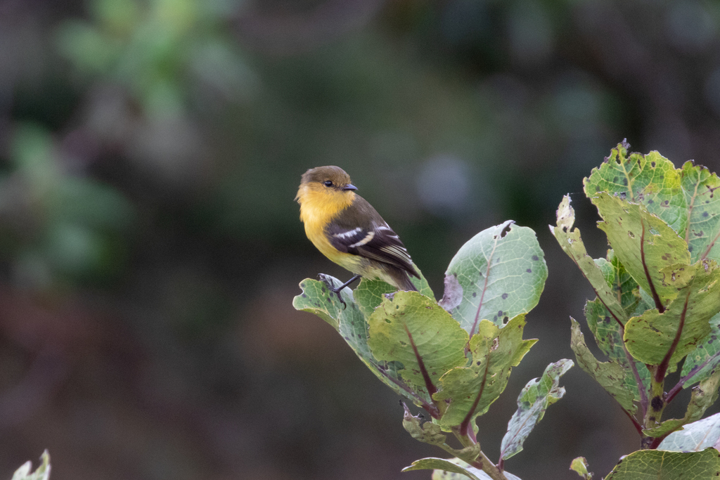 Ochraceous-breasted Flycatcher