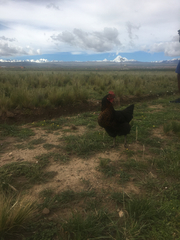 Gallus gallus domesticus