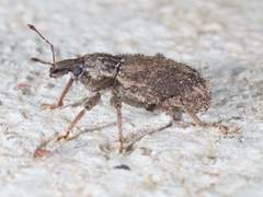 Listroderes difficilis