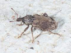 Listroderes difficilis