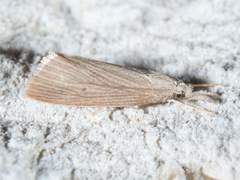 Diatraea evanescens