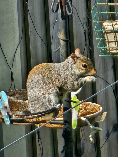Eastern Gray Squirrel observed by nemijake