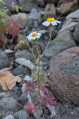 Perityle crassifolia robusta