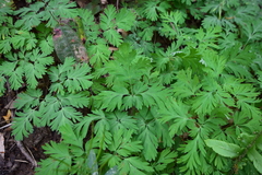 Dicentra cucullaria
