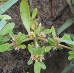 Alternanthera nahui