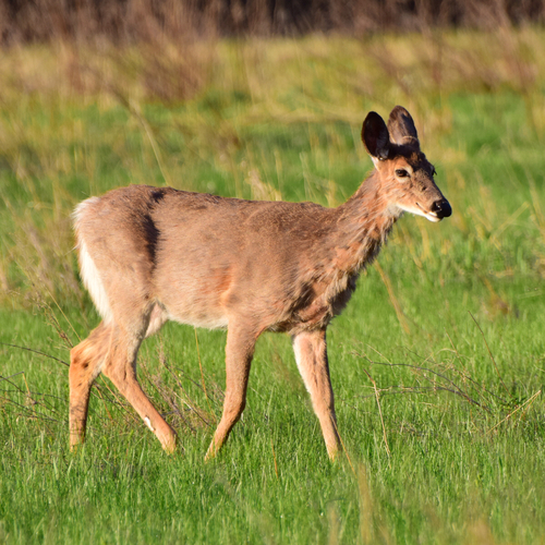 cerf de Virginie observed by bedmar1958