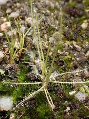 Byblis liniflora