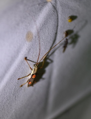Olenecamptus bilobus