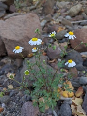 Perityle crassifolia robusta
