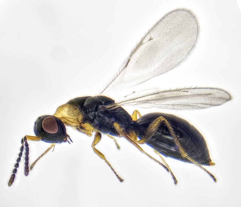 Eurytominae