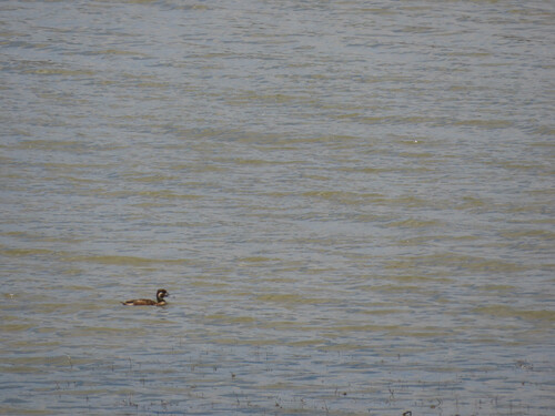 iNaturalist image