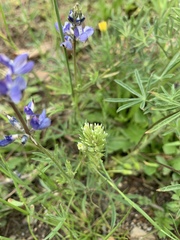 Castilleja attenuata