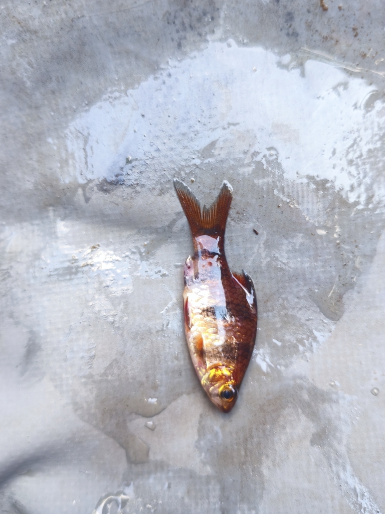 Six-banded Tiger Barb (Desmopuntius hexazona)