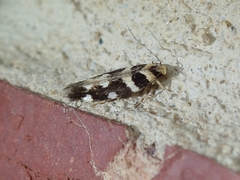 Macrobathra bigerella
