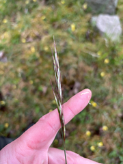 Helictochloa pratensis, photograph (c) Andreas Schneider, some rights reserved (CC BY)