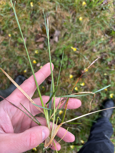 Helictochloa pratensis