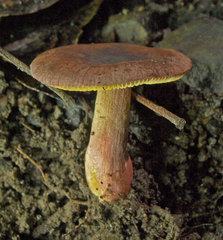 Russula purpureoflava