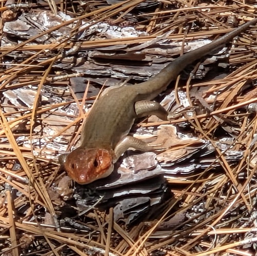 Broad-headed Skink observed by explore4