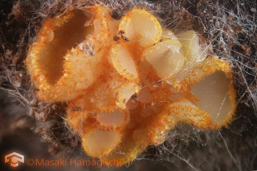 Arachnopeziza aurelia, 2026-05-12