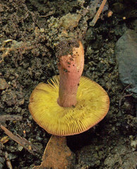 Russula purpureoflava