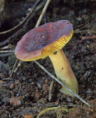 Russula purpureoflava