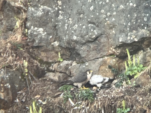 Faucon pèlerin observed by wolfiejlc