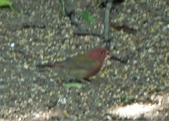 Lagonosticta senegala rendalli