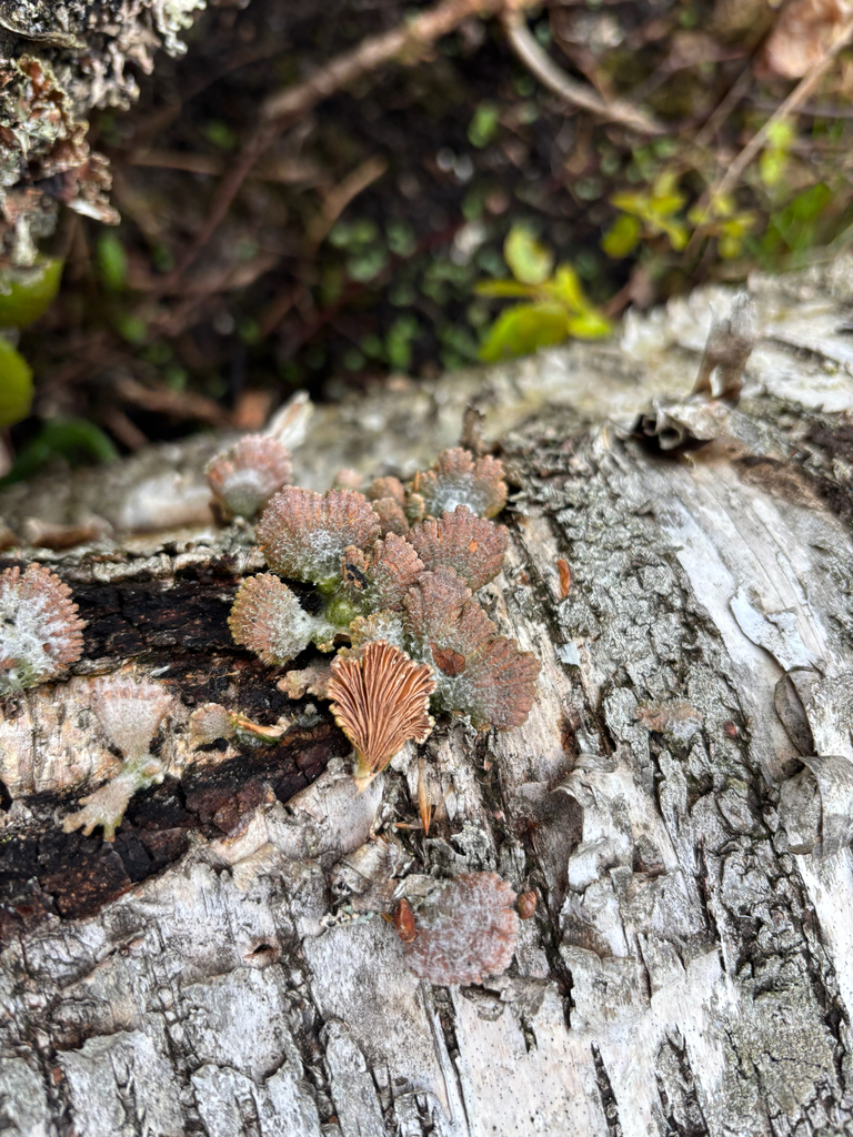 Schizophyllum commune · May 2026 · photo: © andreass1 (iNaturalist, cc-by)