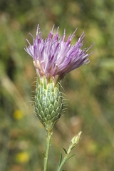 Klasea sogdiana