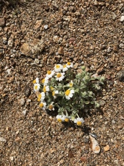 Eriophyllum wallacei rubellum