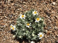 Eriophyllum wallacei rubellum