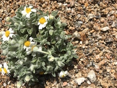 Eriophyllum wallacei rubellum