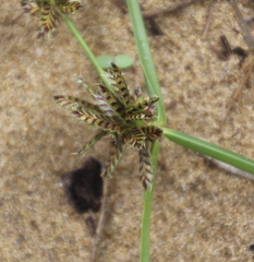 Cyperus sanguinolentus