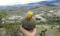 Coryphantha retusa