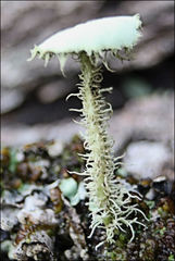 Usnea scabrida
