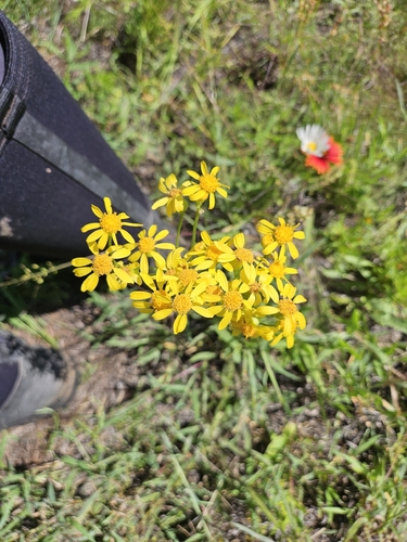 Senecio ampullaceus observed 2026-05-10