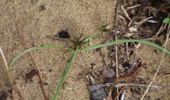 Cyperus sanguinolentus