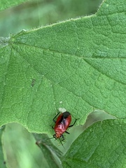Tropidosteptes cardinalis