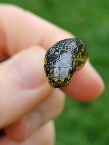Thickhead Ground Snake