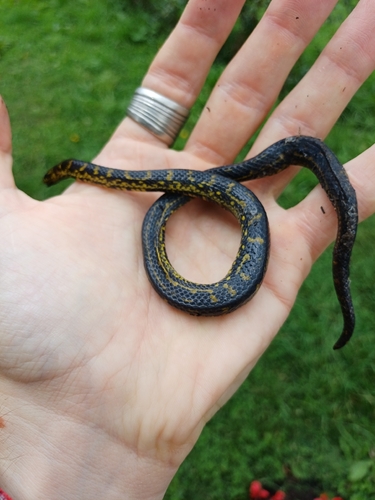 Thickhead Ground Snake