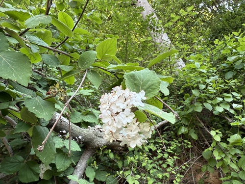 Viburnum carlesii observed 2026-05-12