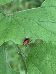 Tropidosteptes cardinalis